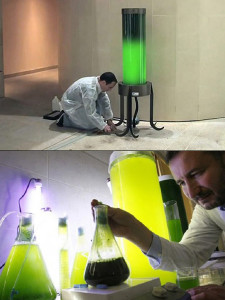 microalgae-lamp