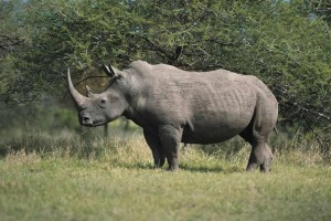 corni-di-rinoceronti-stampati-in-3d-per-salvarli--1430299235-grande